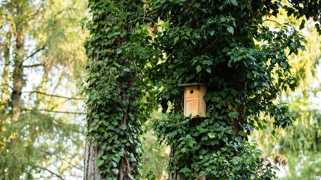 Engimatt City&garden
